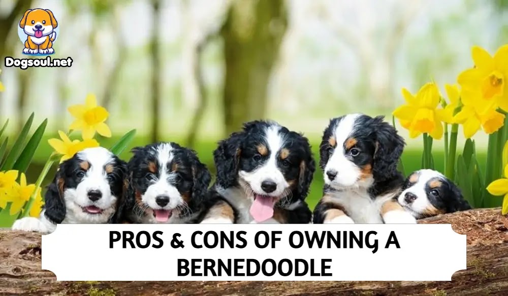 15 Pros And Cons of Owning A Bernedoodle