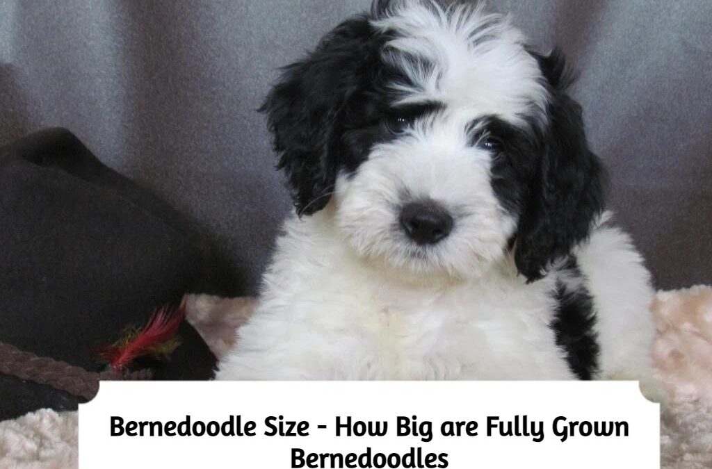 Bernedoodle Size – How Big Do Bernedoodle Full Grown?