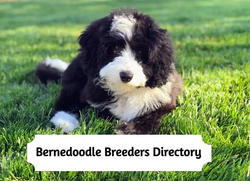 Best Bernedoodle Breeders All Over the World