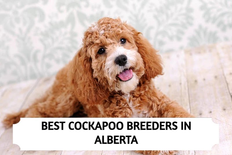 Best Cockapoo Breeders in Alberta!