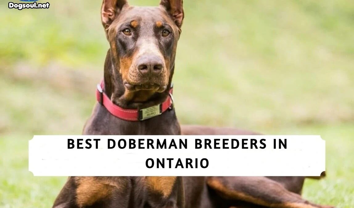 The 5 Best Doberman Breeders in Ontario!
