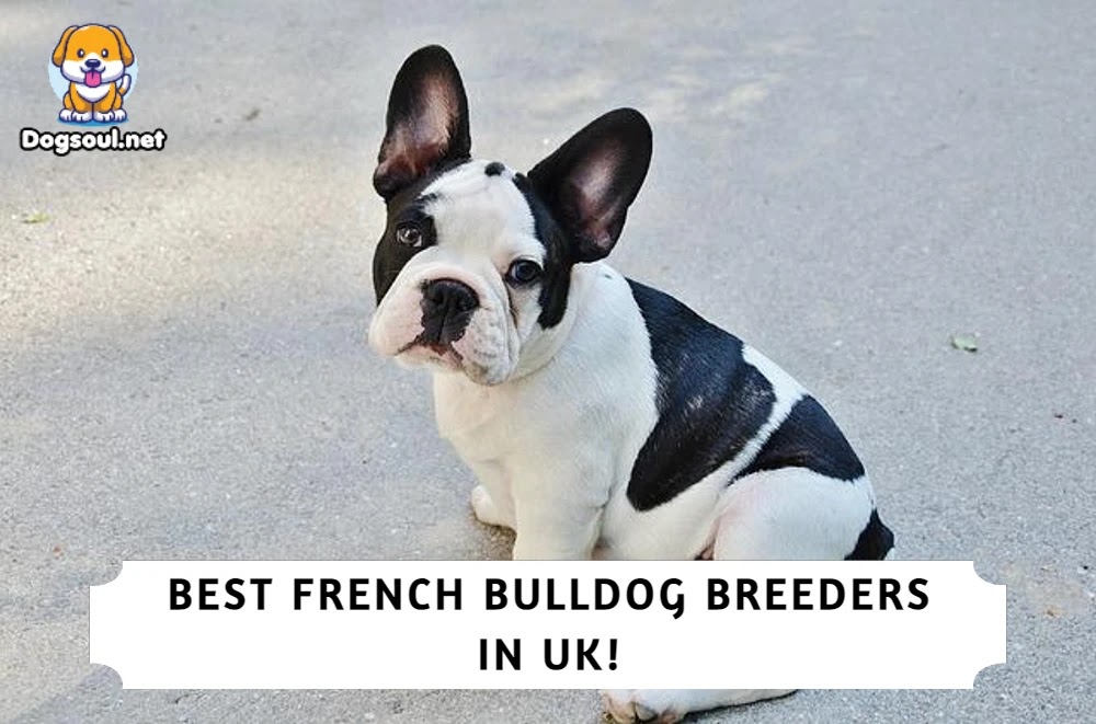 The 5 Best French Bulldog Breeders in UK!