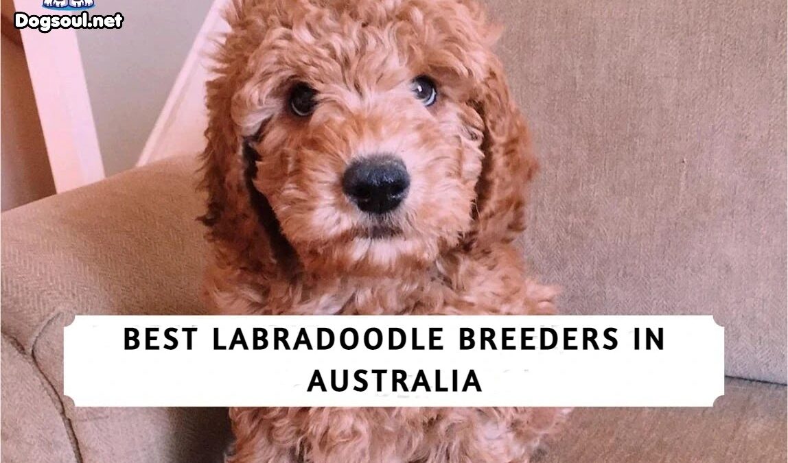 The 7 Best Labradoodle Breeders in Australia!