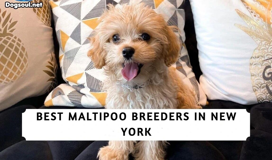 The 4 Best Maltipoo Breeders in New York!