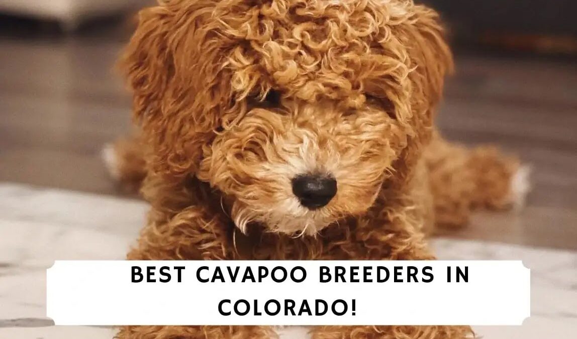 4 Best Cavapoo Breeders in Colorado!