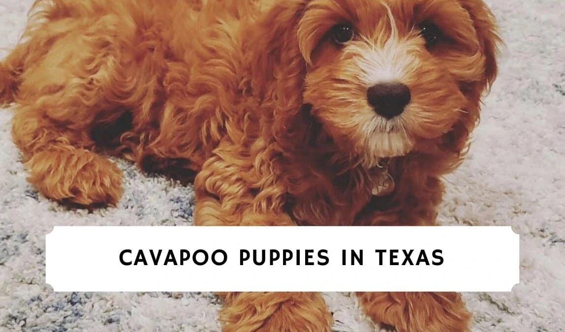 Cavapoo Puppies in Texas – Top 5 Breeders