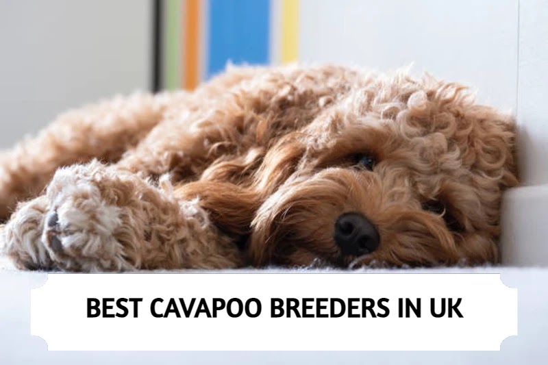 Best Cavapoo Breeders in UK – Top 5 Picks