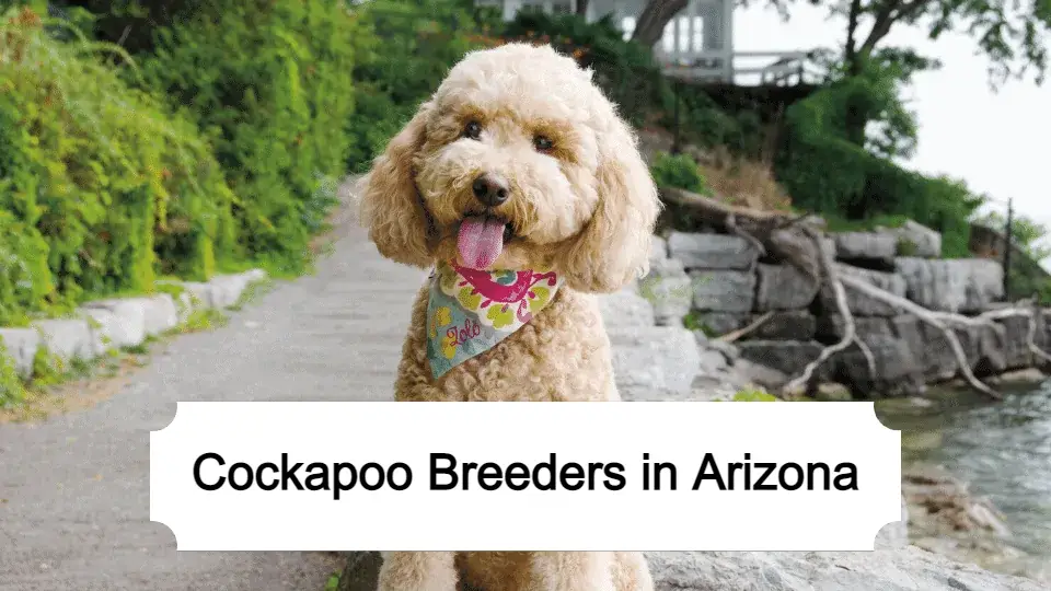 Best Cockapoo Breeders in Arizona – Top 5 Picks