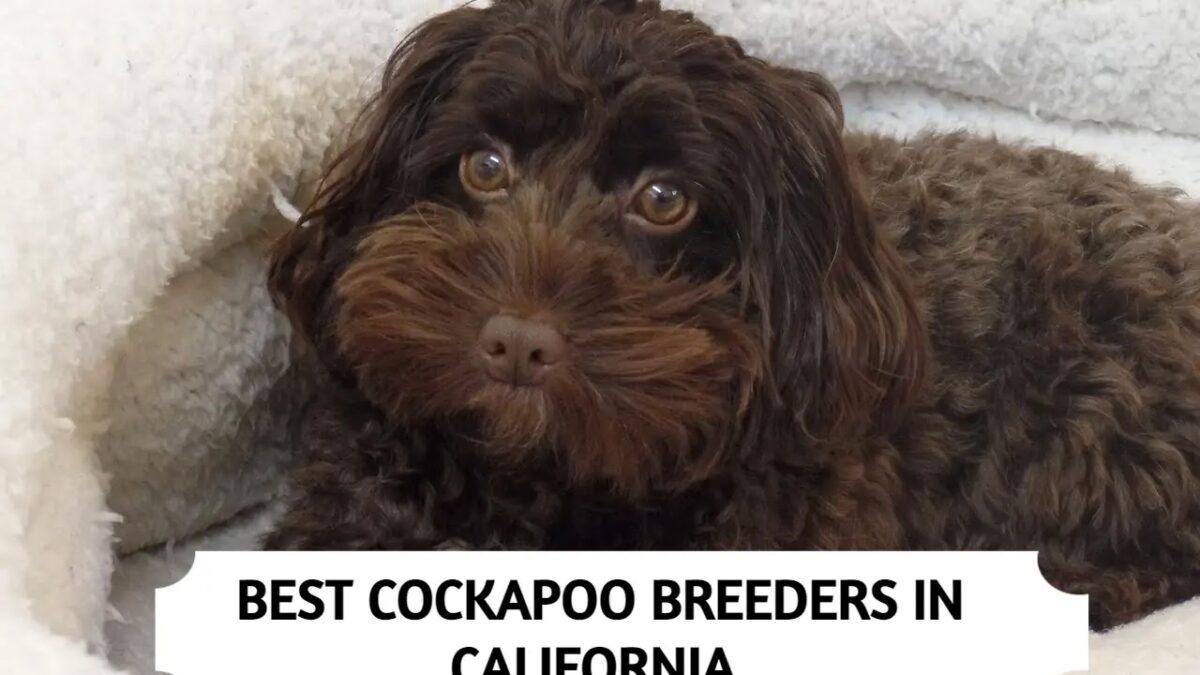 4 Best Cockapoo Breeders in California (2021)