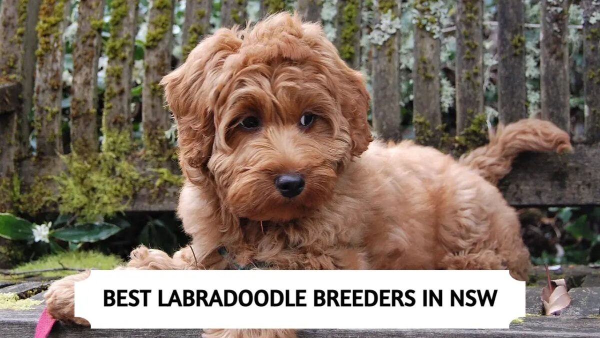 Best Labradoodle Breeders in NSW – Top 6 Picks