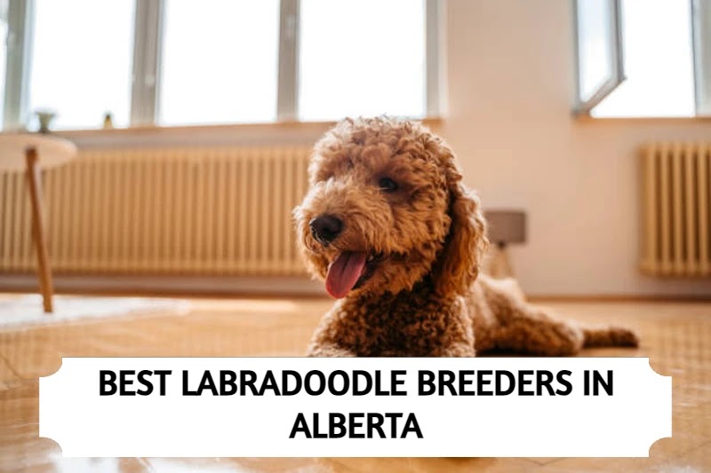 7 Best Labradoodle Breeders in Alberta!