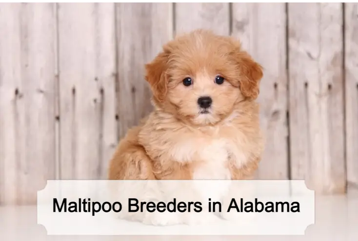 Best Maltipoo Breeders in Alabama – Top 4 Picks