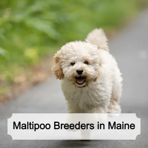 Best Maltipoo Breeders in Maine – Top 3 Picks