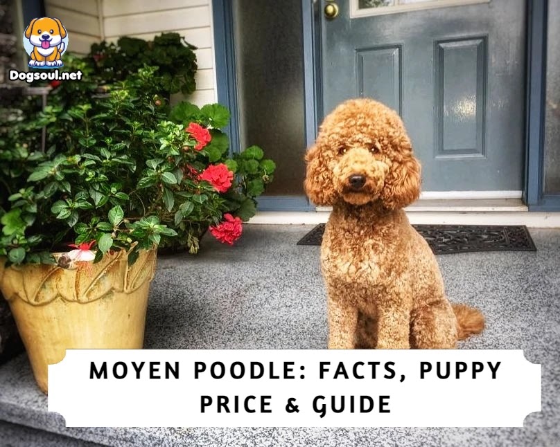Moyen Poodle: Facts, Puppy Price & Guide
