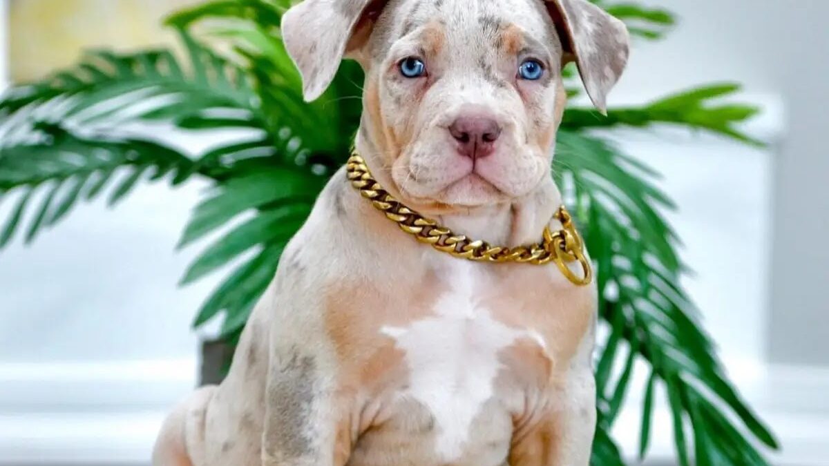 Best Pitbull Breeders in the USA (2021) Top 10 Picks