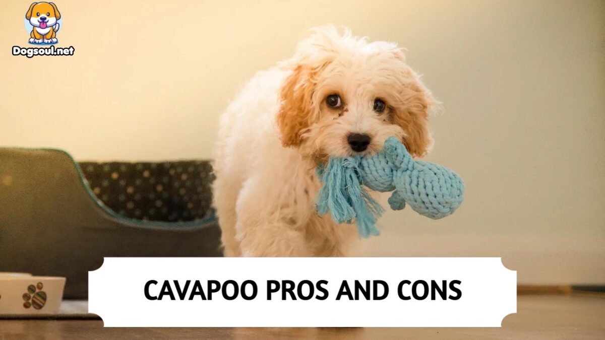 15 Pros And Cons of Owning A Cavapoo