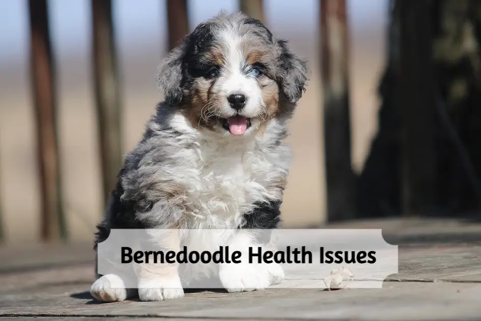 Bernedoodle Breed Health Issues, Diagnosis and Treatment Guide