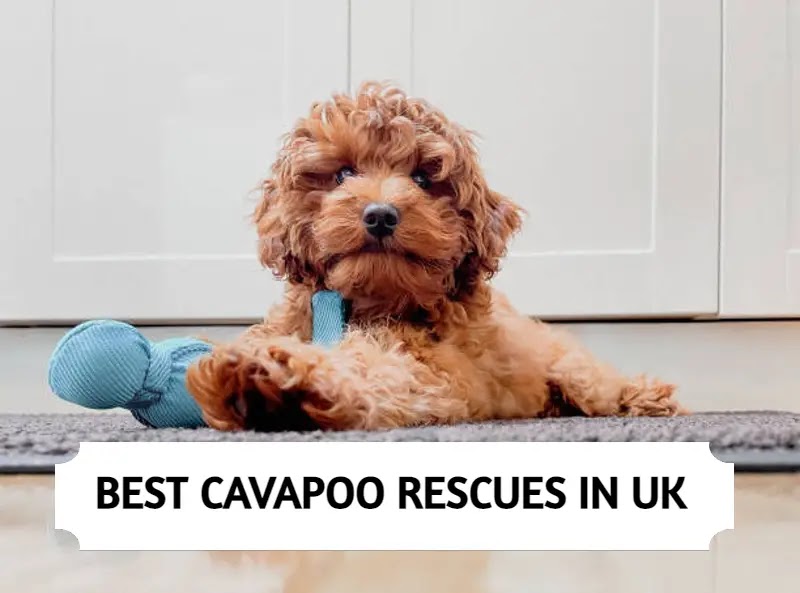 Best Cavapoo Rescues in UK!