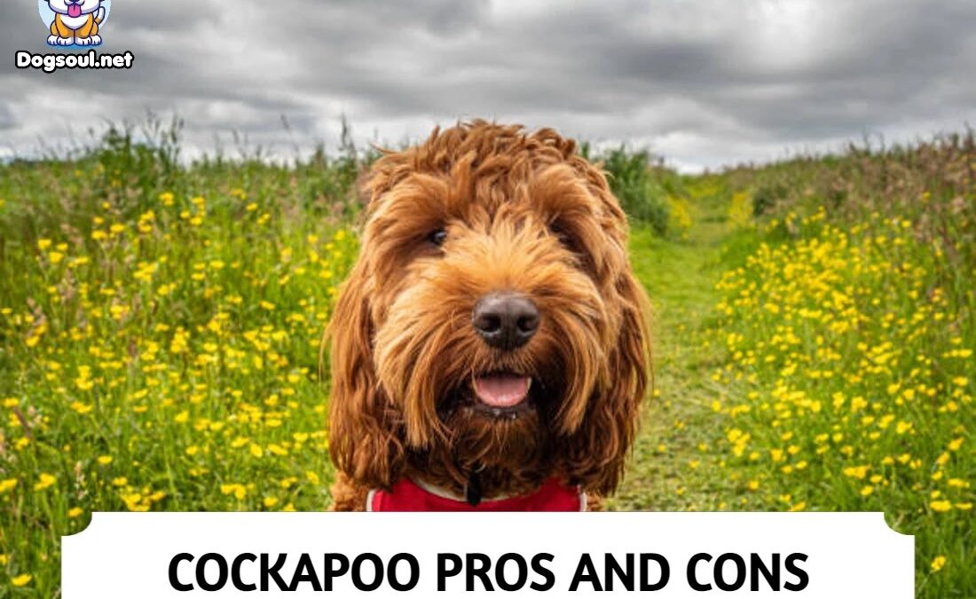 15 Pros And Cons Of Owning A Cockapoo