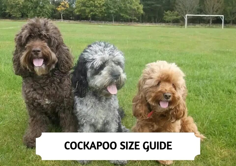 Cockapoo Size – How Big Do Cockapoo Full Grown?