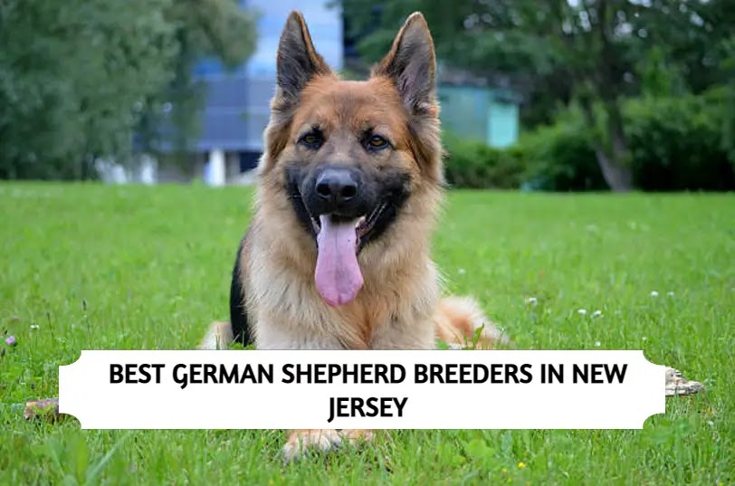 3 Best German Shepherd Breeders in New Jersey!