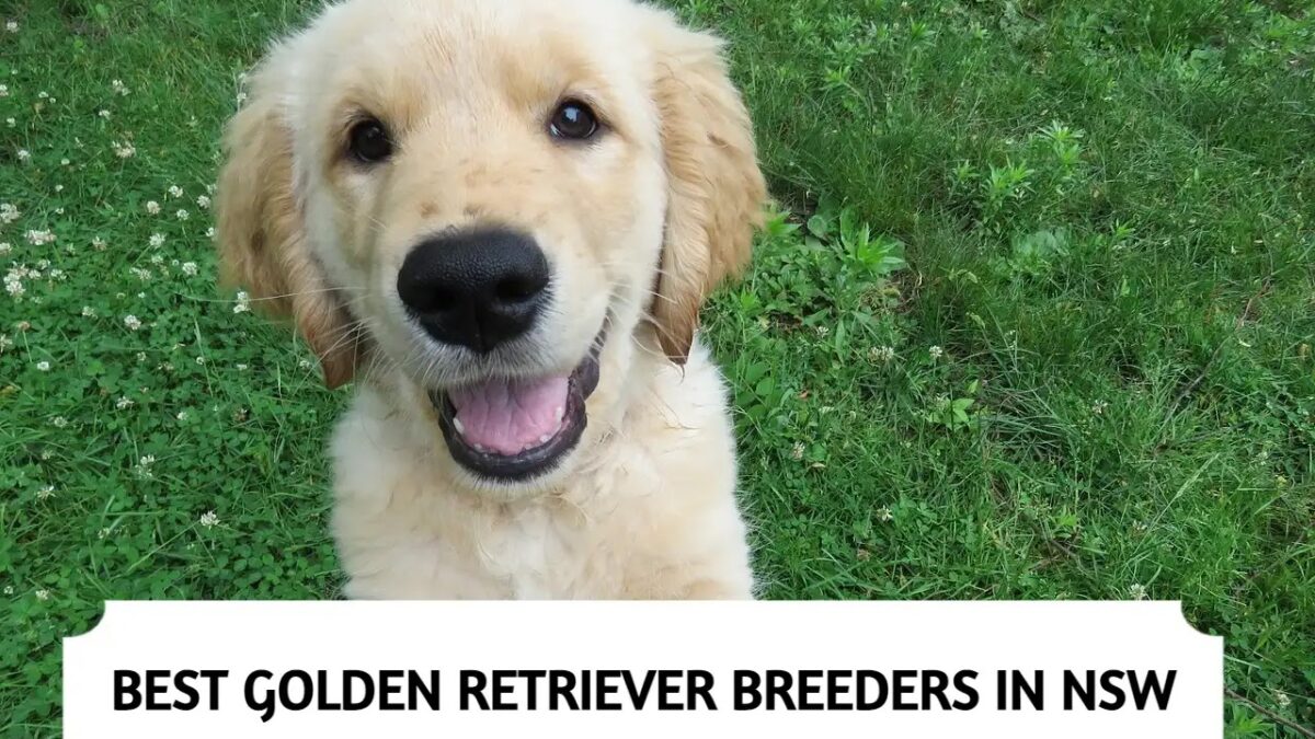 Best Golden Retriever Breeders in NSW  – Top 3 Picks