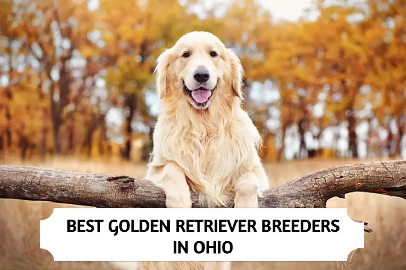 3 Best Golden Retriever Breeders in Ohio