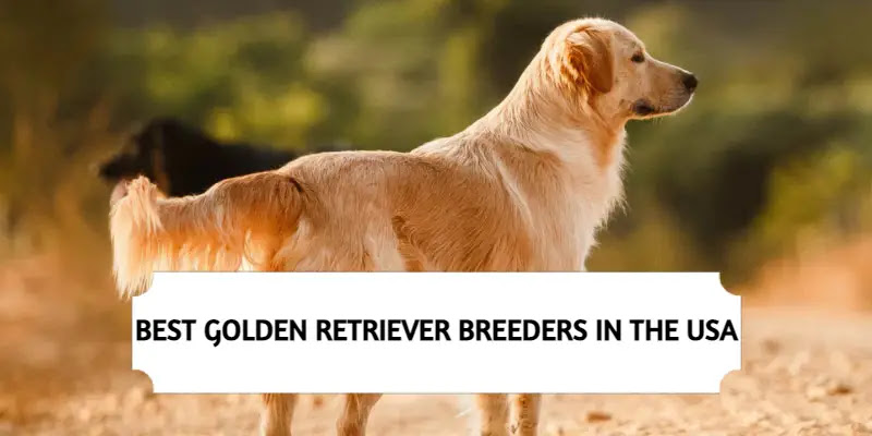 Best Golden Retriever Breeders in the USA (2021) Top 10 Picks
