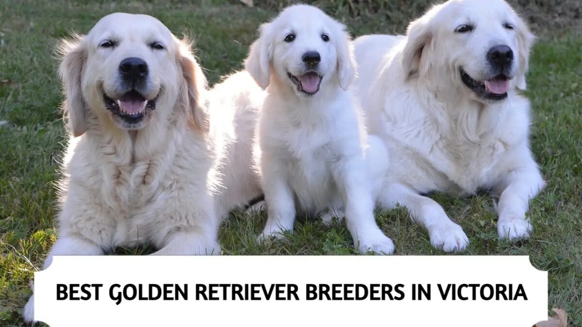 4 Best Golden Retriever Breeders in Victoria