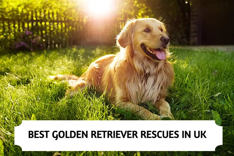 Best Golden Retriever Rescues in UK!